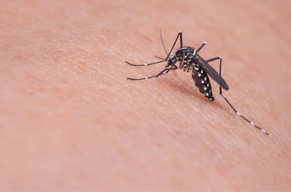 Gnats 1