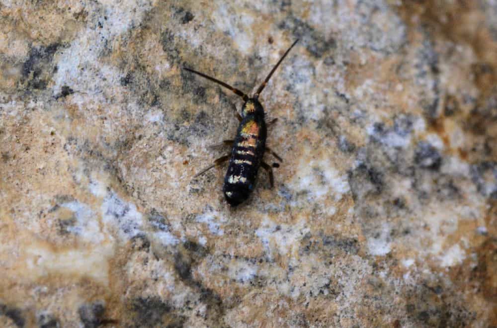 Springtails 1