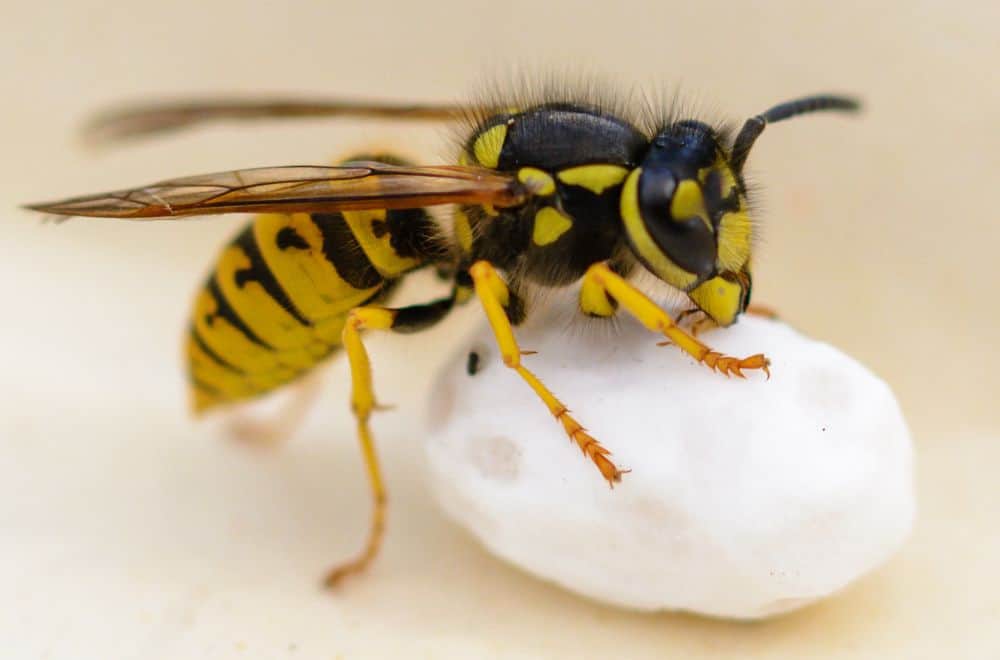 11 Reasons Why You Attract Wasps1