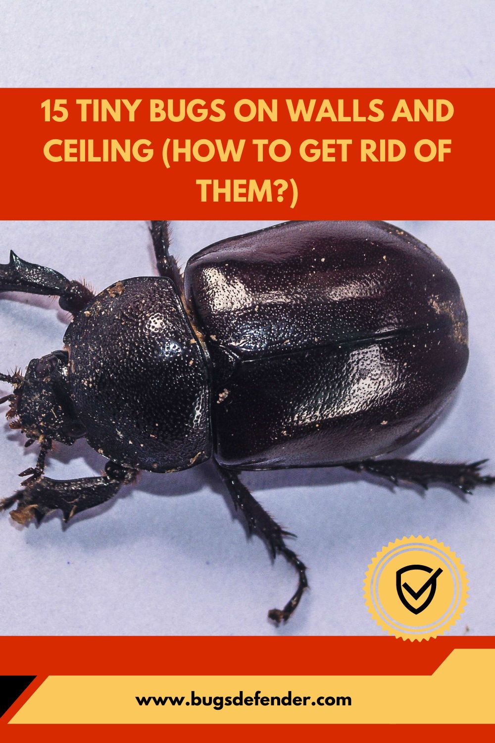 15 Tiny Bugs on Walls and Ceiling pin1