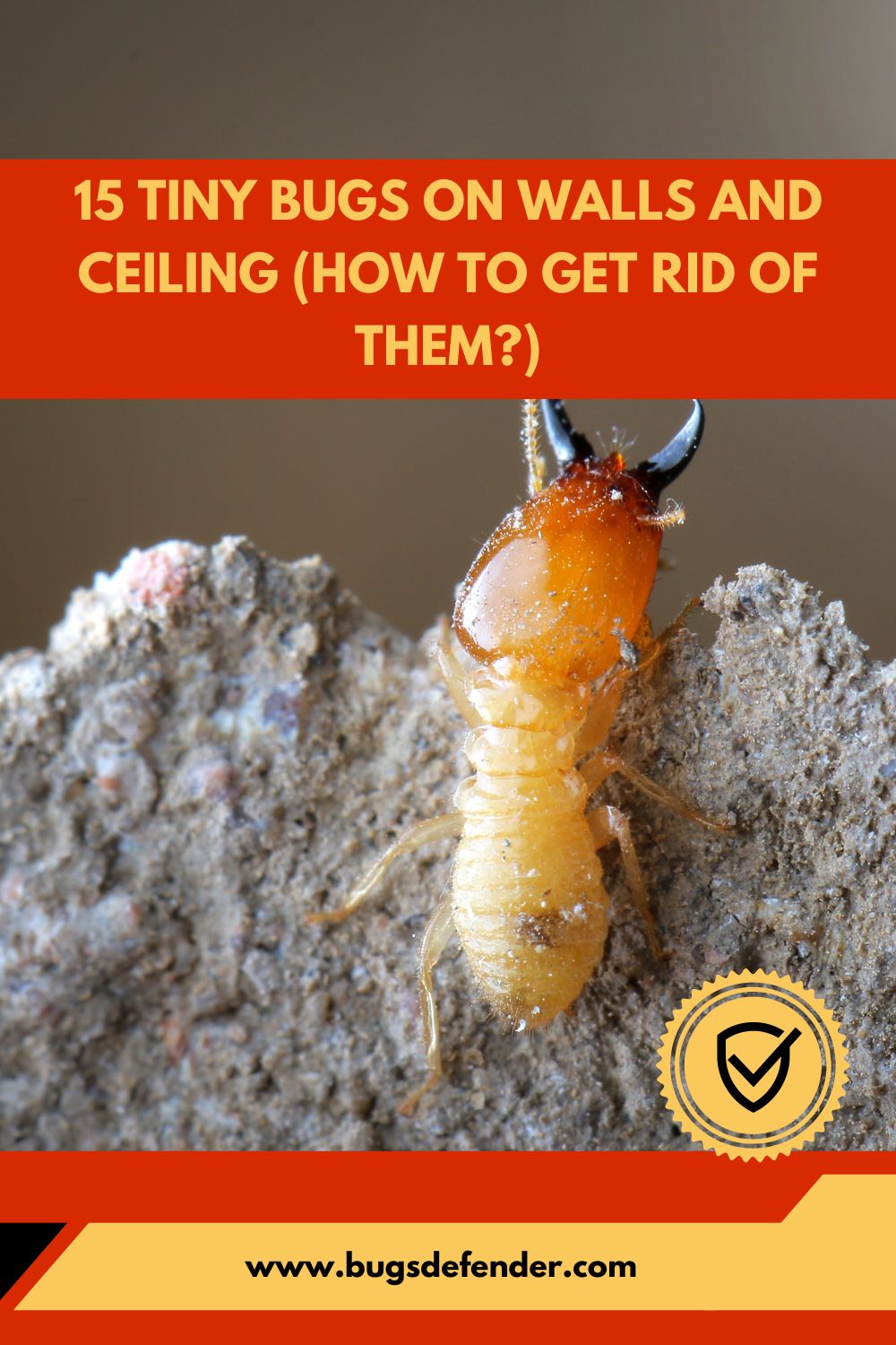 15 Tiny Bugs on Walls and Ceiling pin2