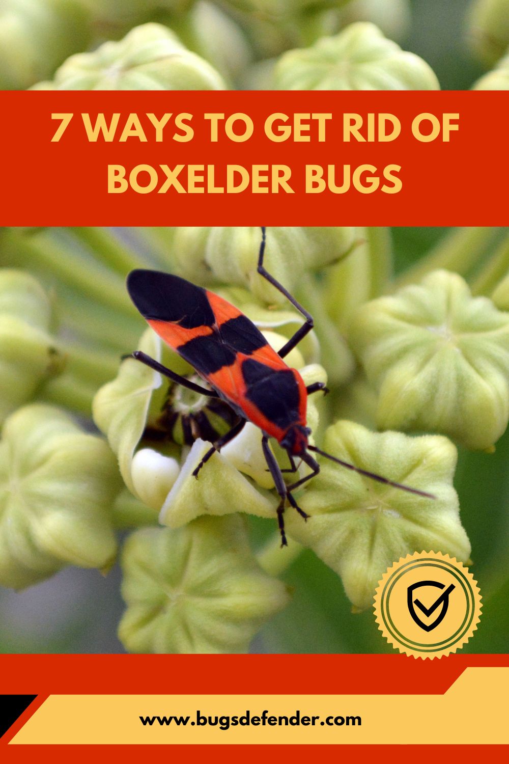 7 Ways to Get Rid of Boxelder Bugs pin1