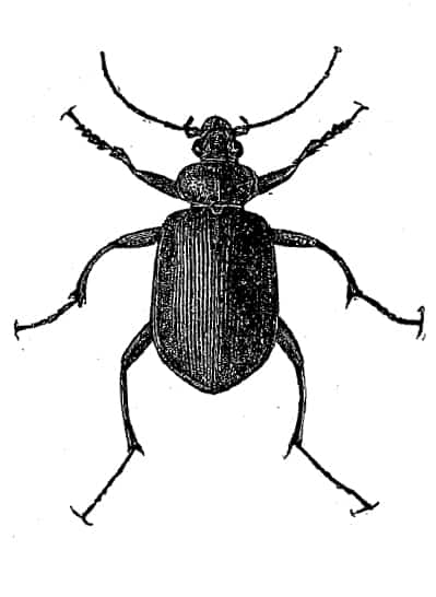 Beetles 1