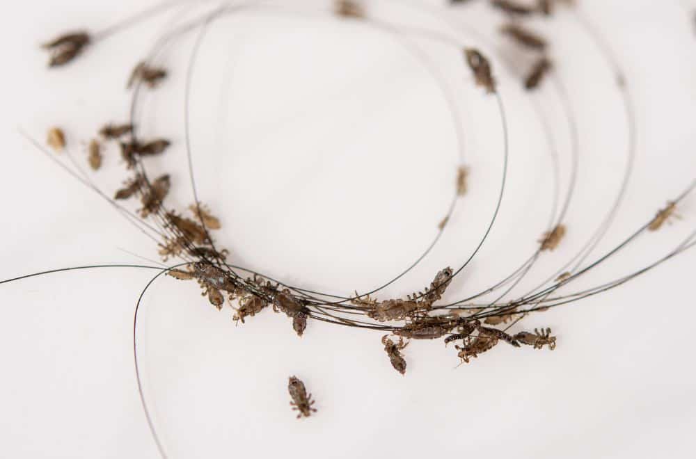 Body lice 1