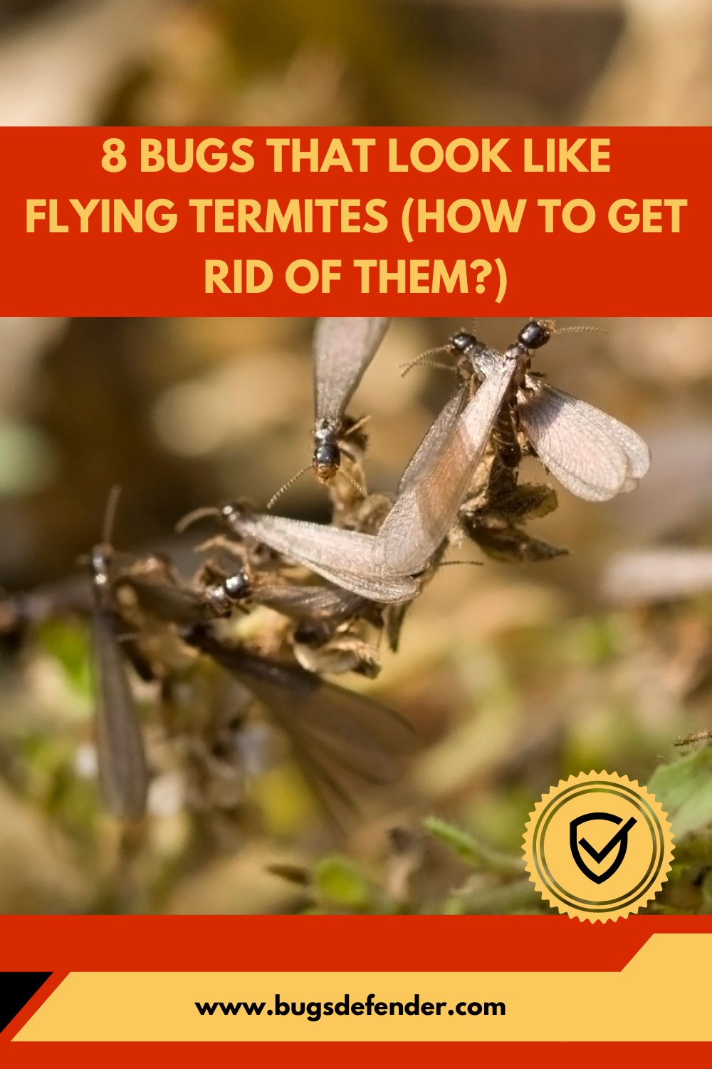 8 Bugs That Look Like Flying Termites (How to Get Rid of Them?)