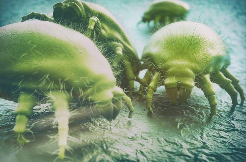 Dust-Mites1
