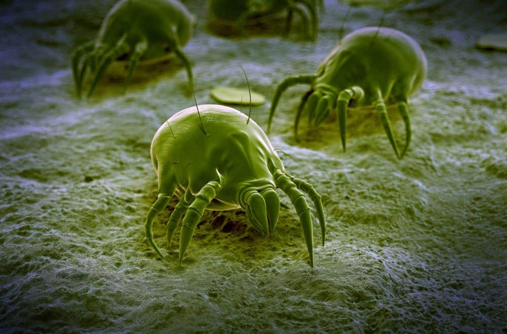Dust mites 1