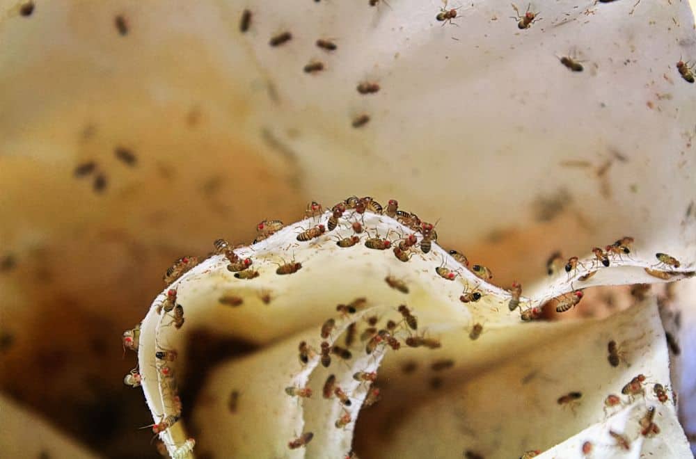Fruit flies1