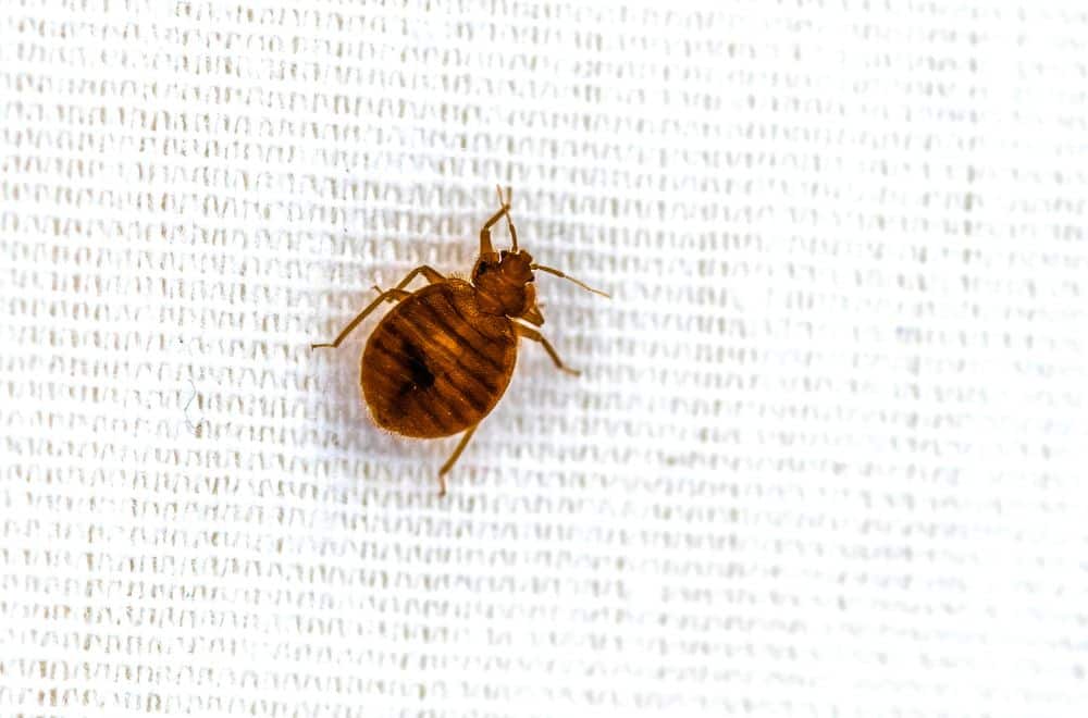 How to Get Rid of Swallow Bugs 1