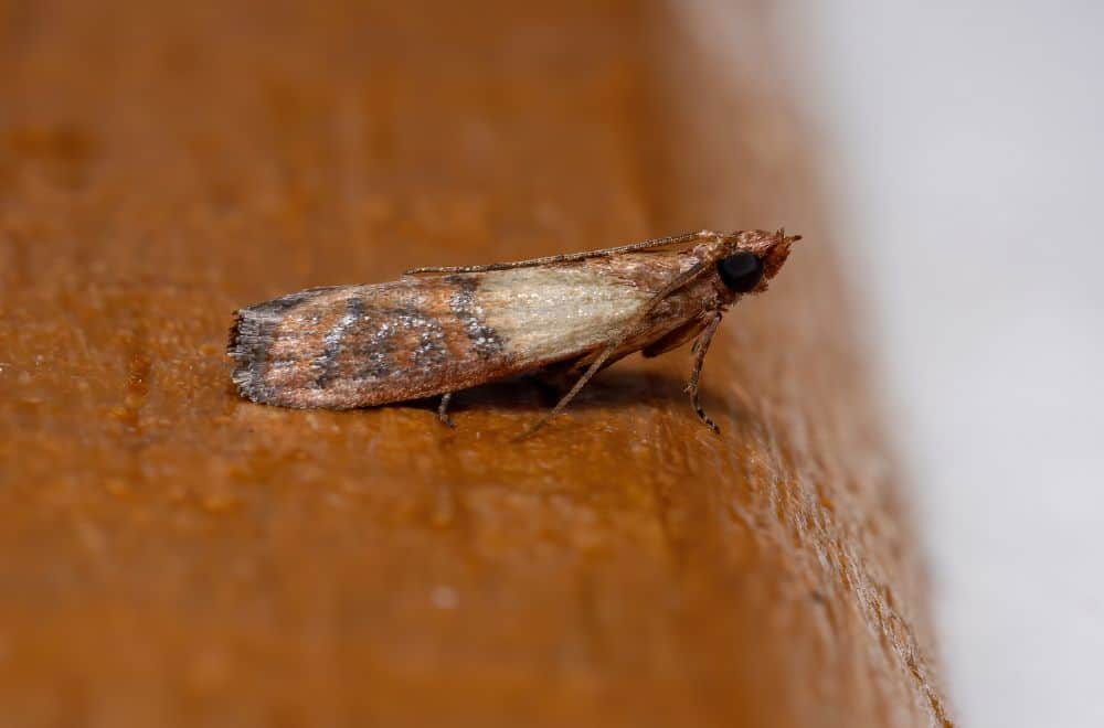 Indian meal moths1