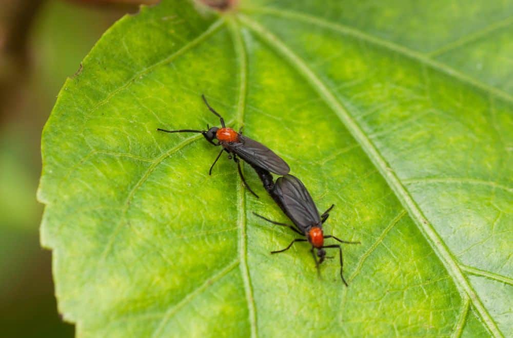 Lovebugs1