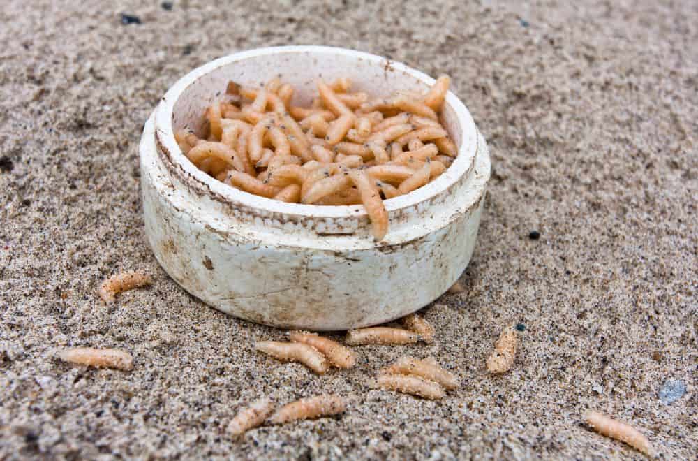 Maggots 1
