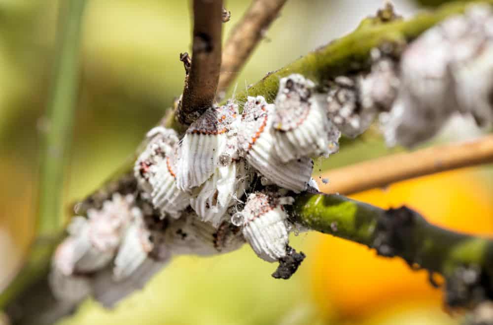 Mealybugs1