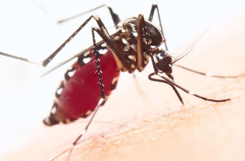 Mosquitoes 1