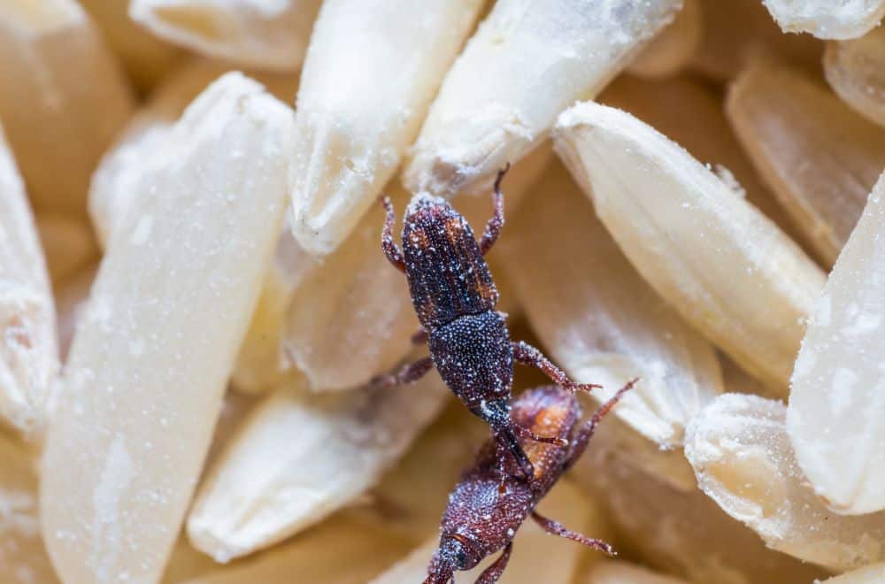 Other little bugs1
