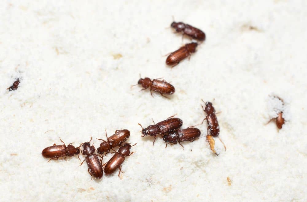 Red flour beetle1