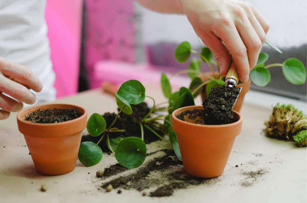 Replace-the-soil-and-repot-plants1