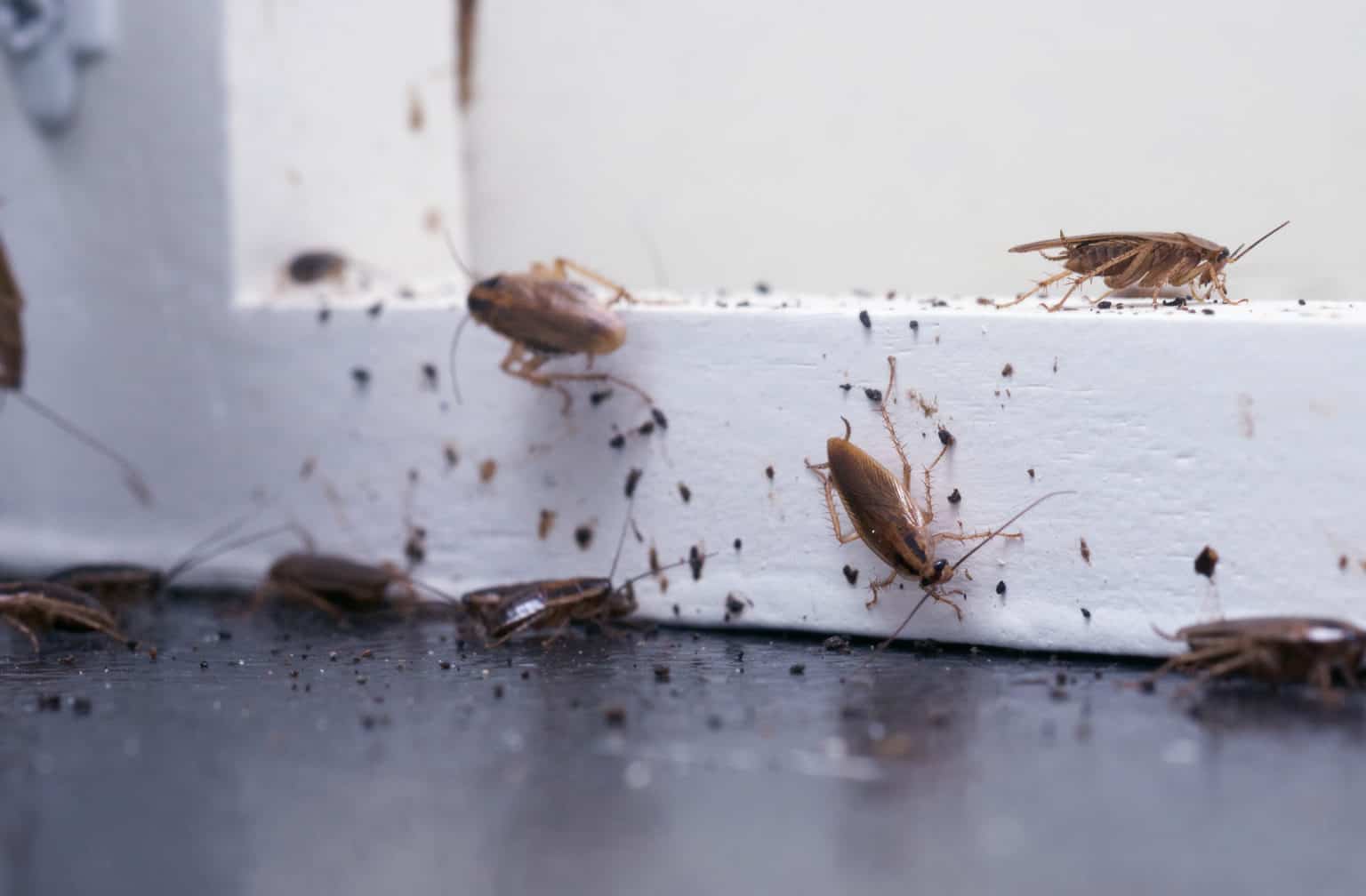 Roaches 1