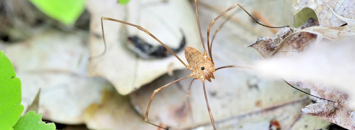 Spiders 11
