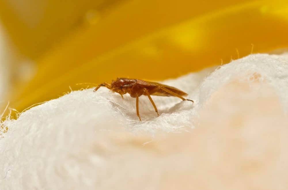 Swallow Bugs vs. Bed Bugs 1