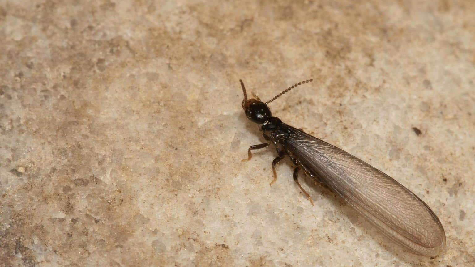 Termites 3