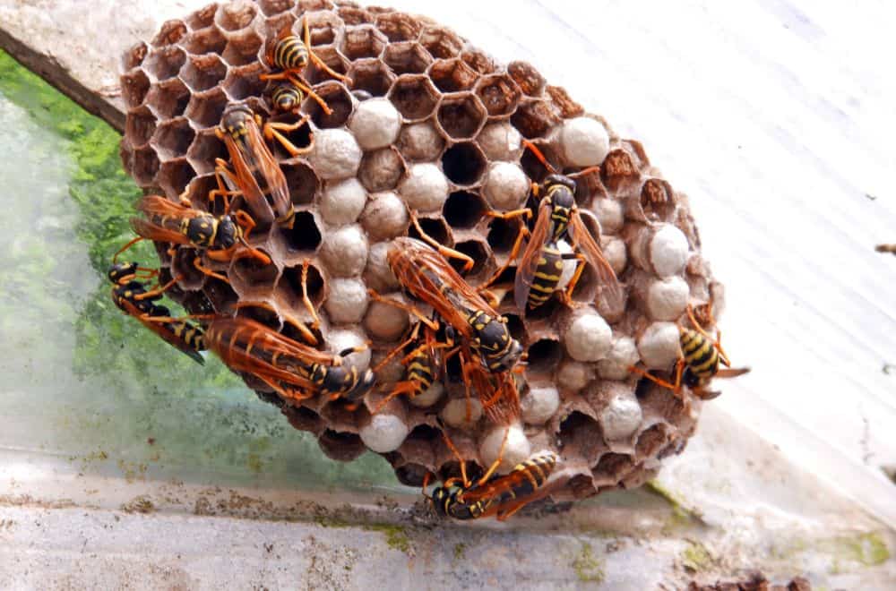 The Lifecycle of a Wasp1