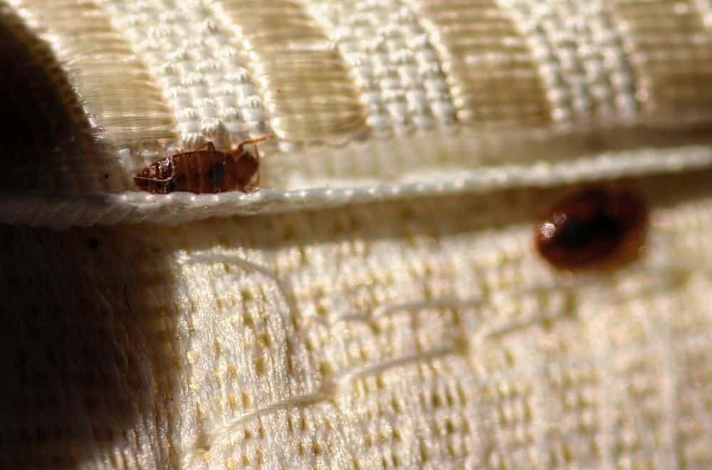 The Lifestyle of a Swallow Bug 1