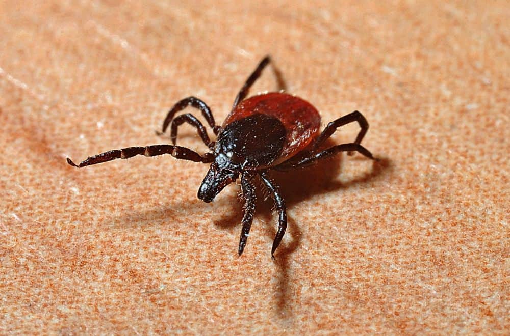 Ticks 1