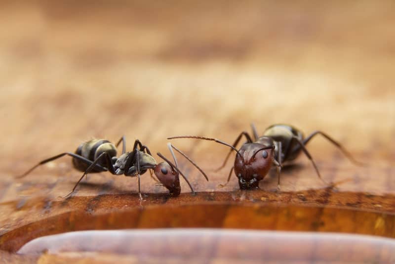 Try-Insecticides1