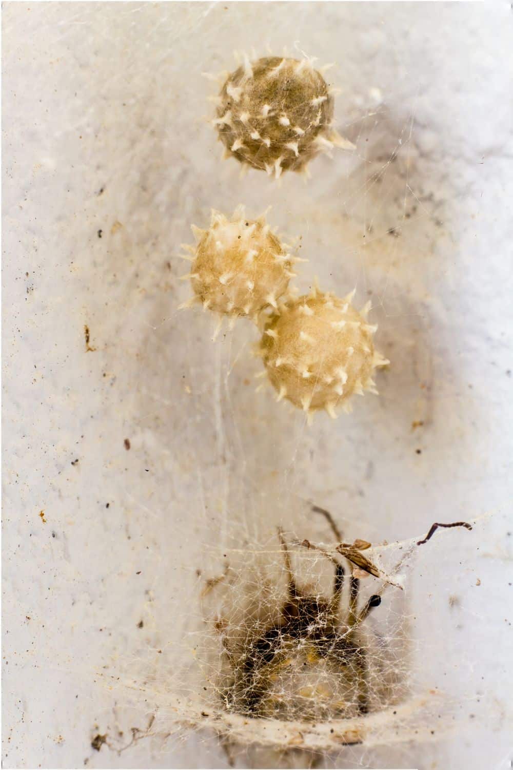 Ways to Safely Eliminate Spider Eggs 1