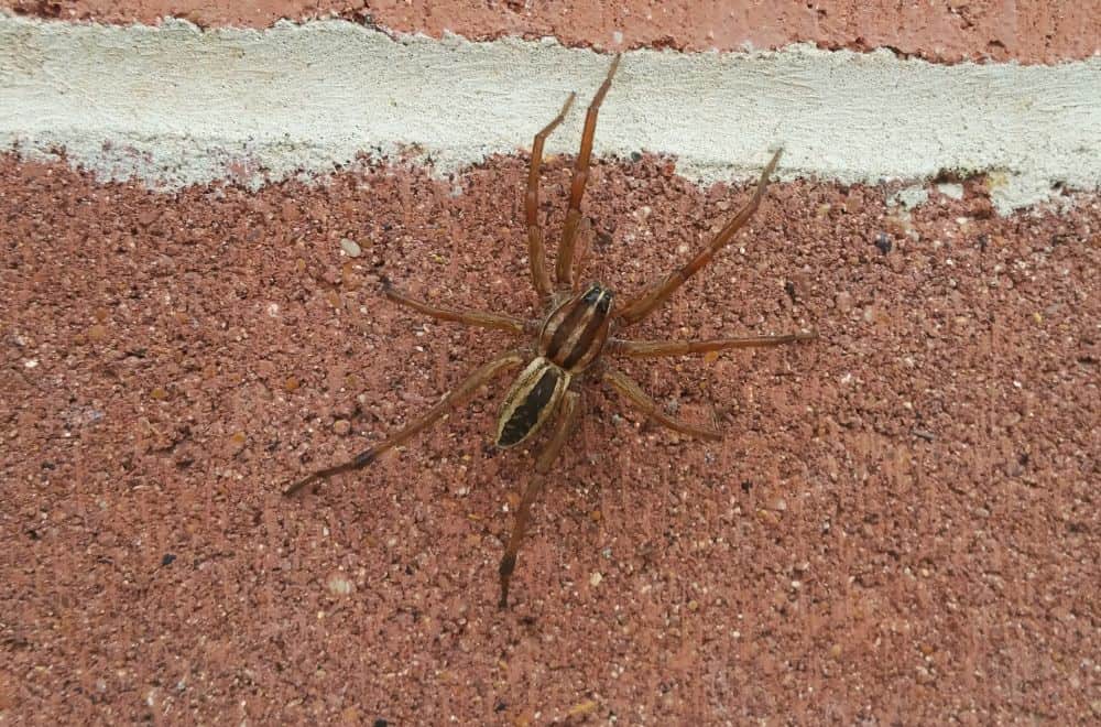 What are wolf spiders 1