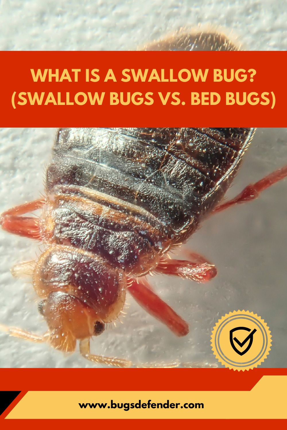 What is a Swallow Bug pin 1