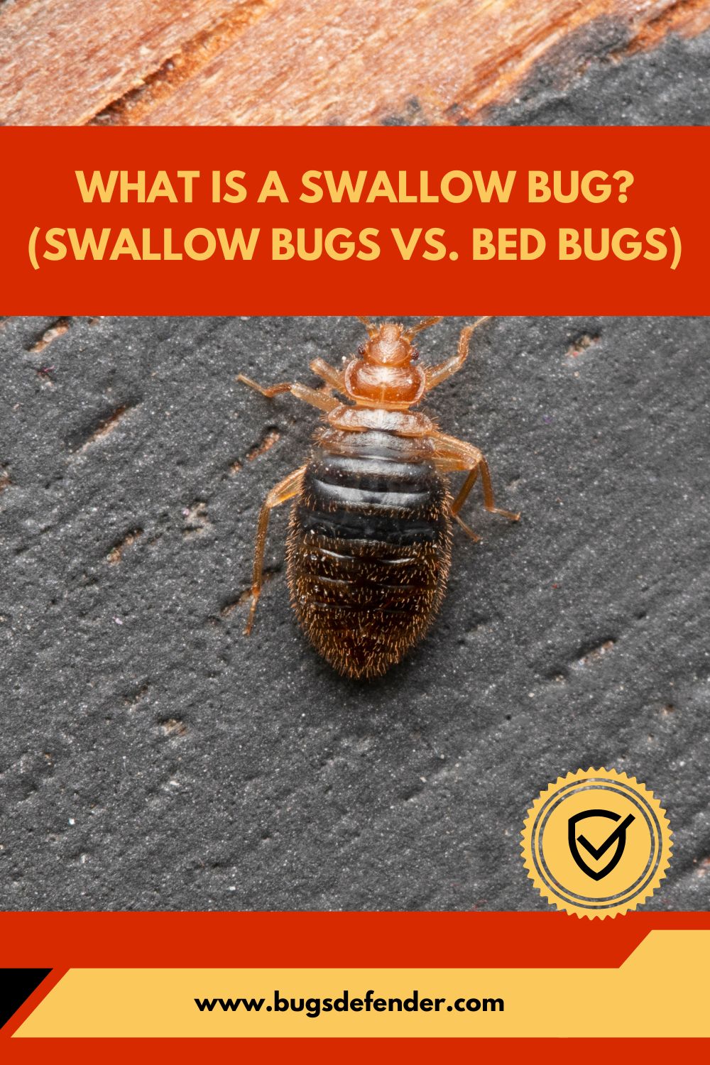 What is a Swallow Bug pin2