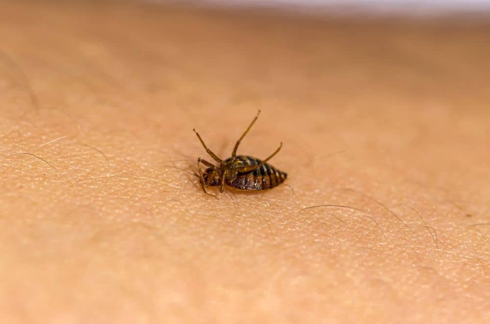 When Do Swallow Bugs Bite People 1