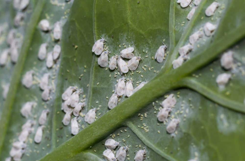 Whiteflies1