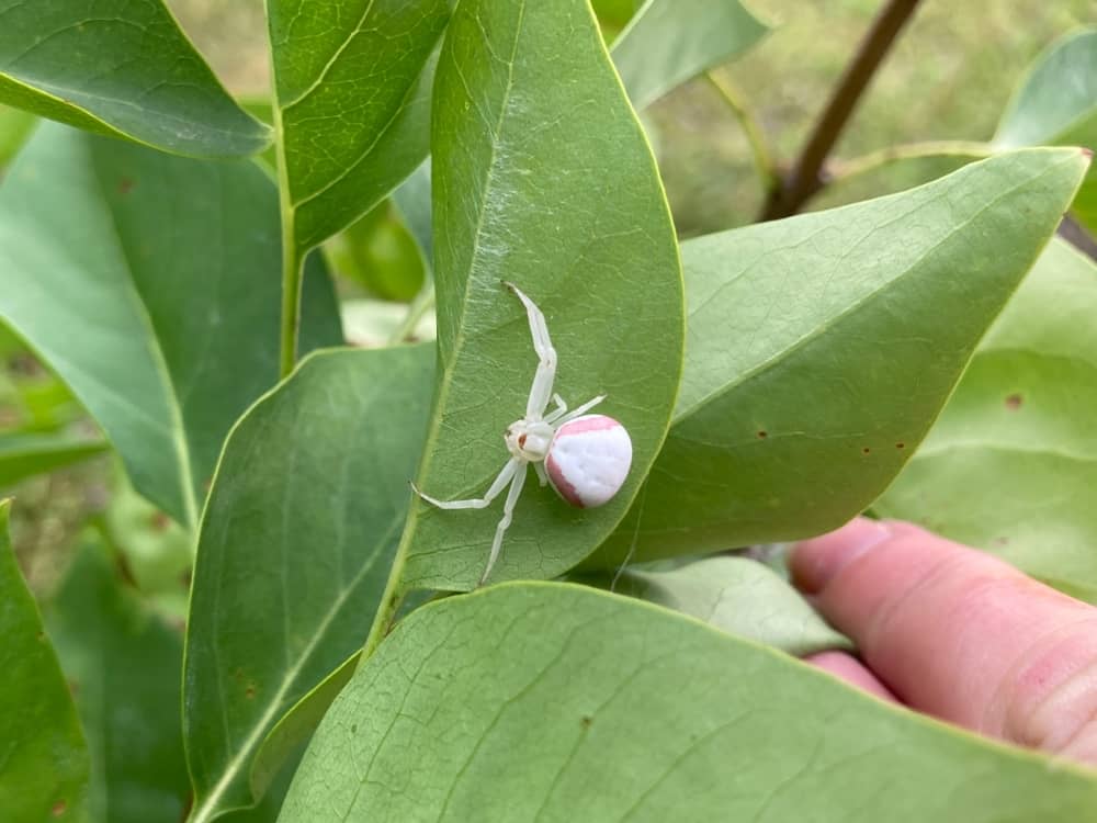 Types Of White Spiders In The House (How To Get Rid Of Them)