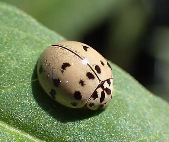 Ashy Gray Lady beetles 1