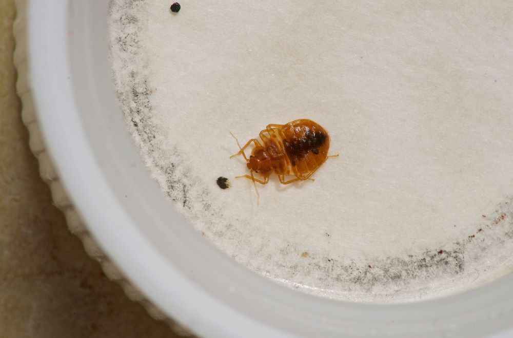 Bed bugs