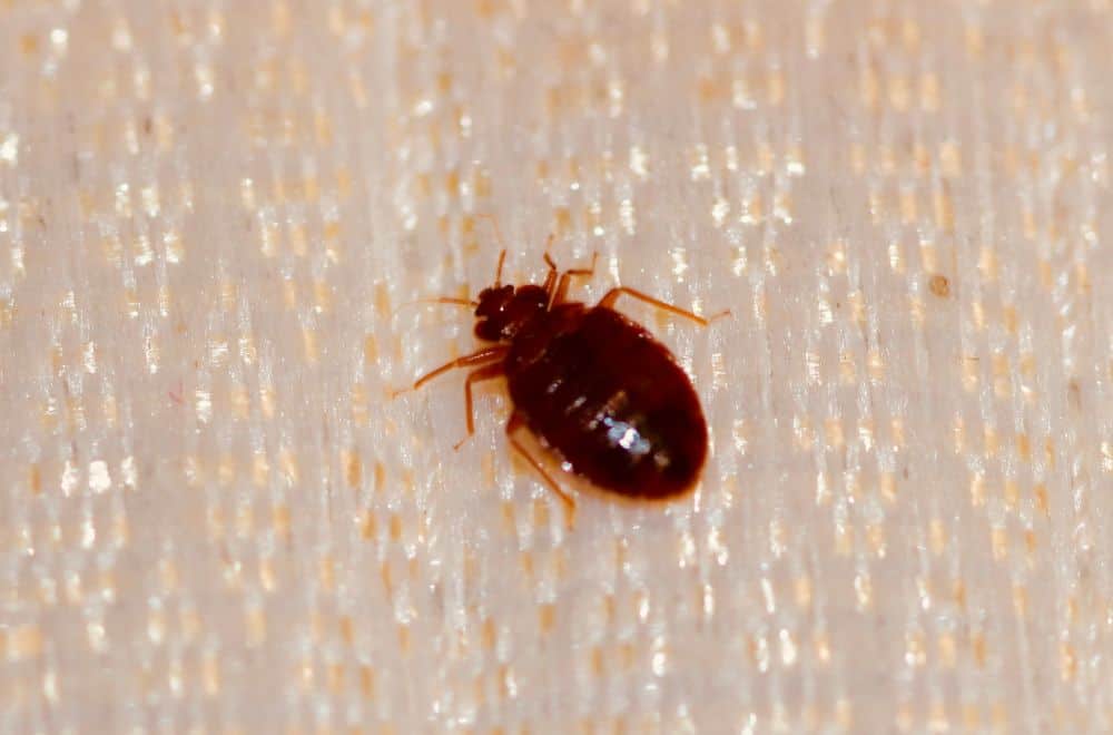 Bed bugs1