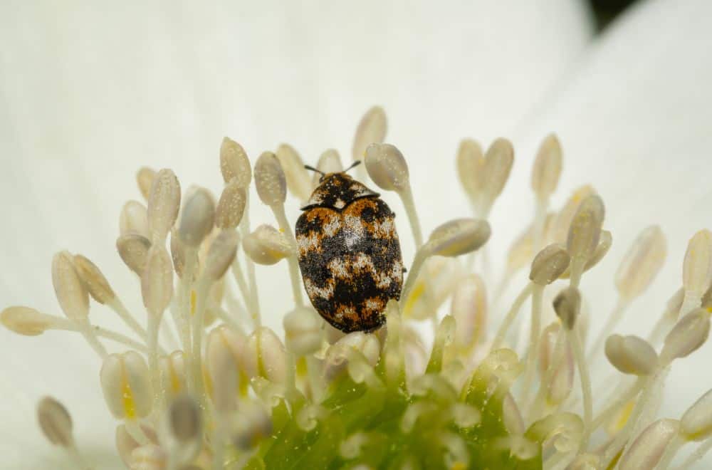 Carpet beetles
