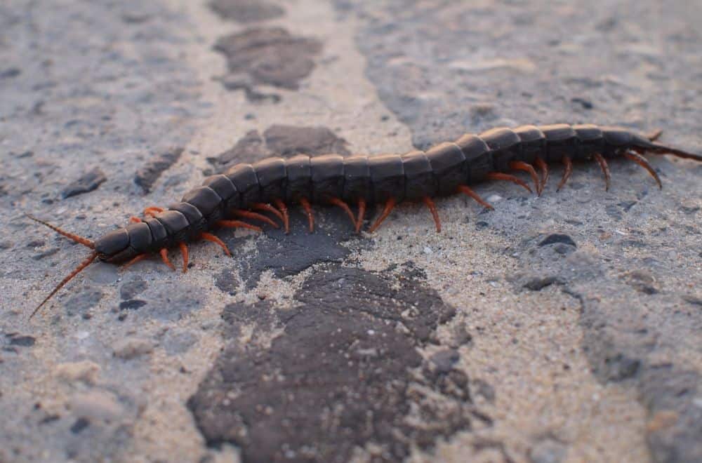 Centipedes
