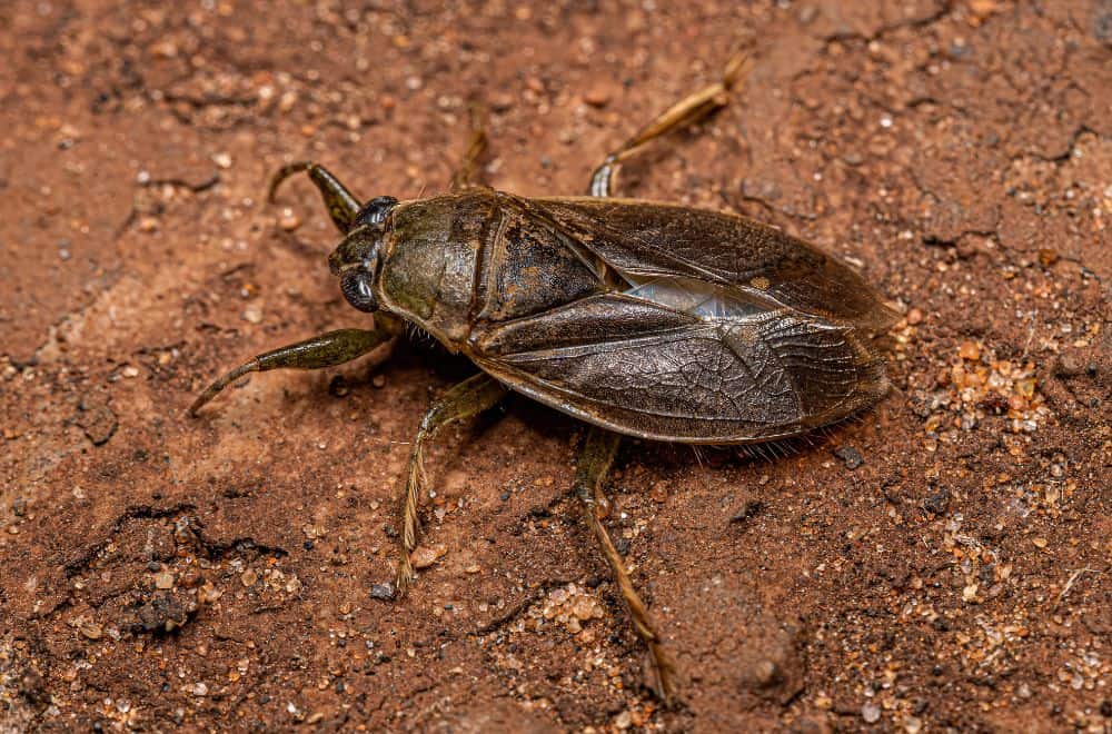 Giant water bugs 1