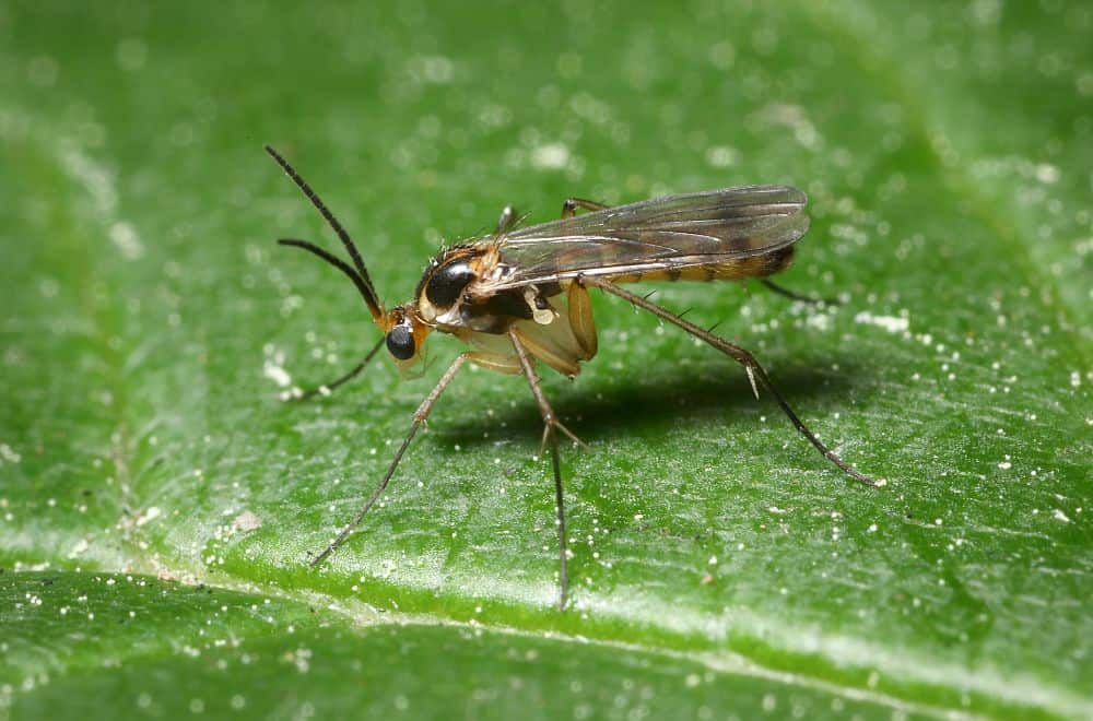 Gnats