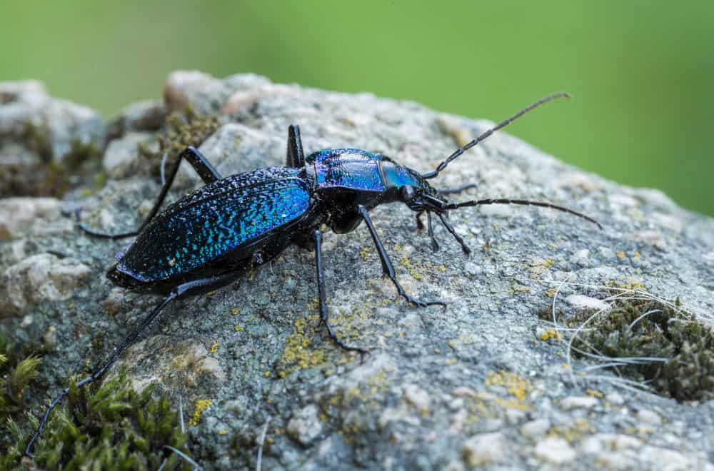 Ground beetles 1