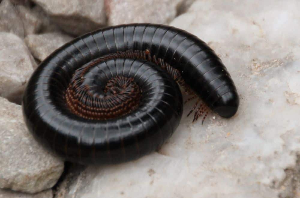 Millipedes