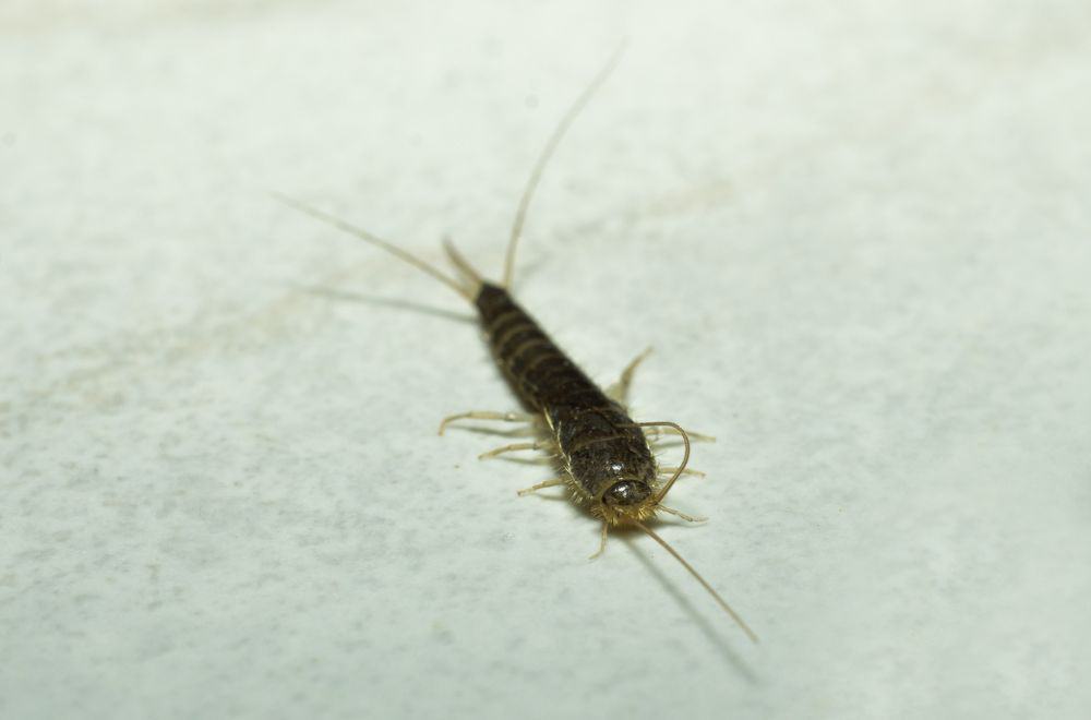 Silverfish