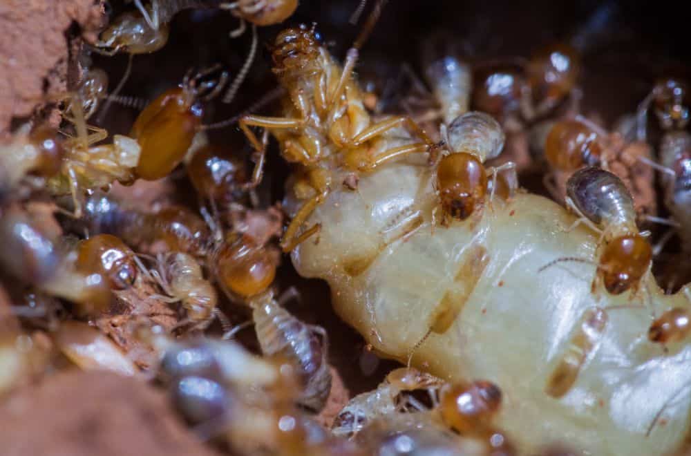 Termites1