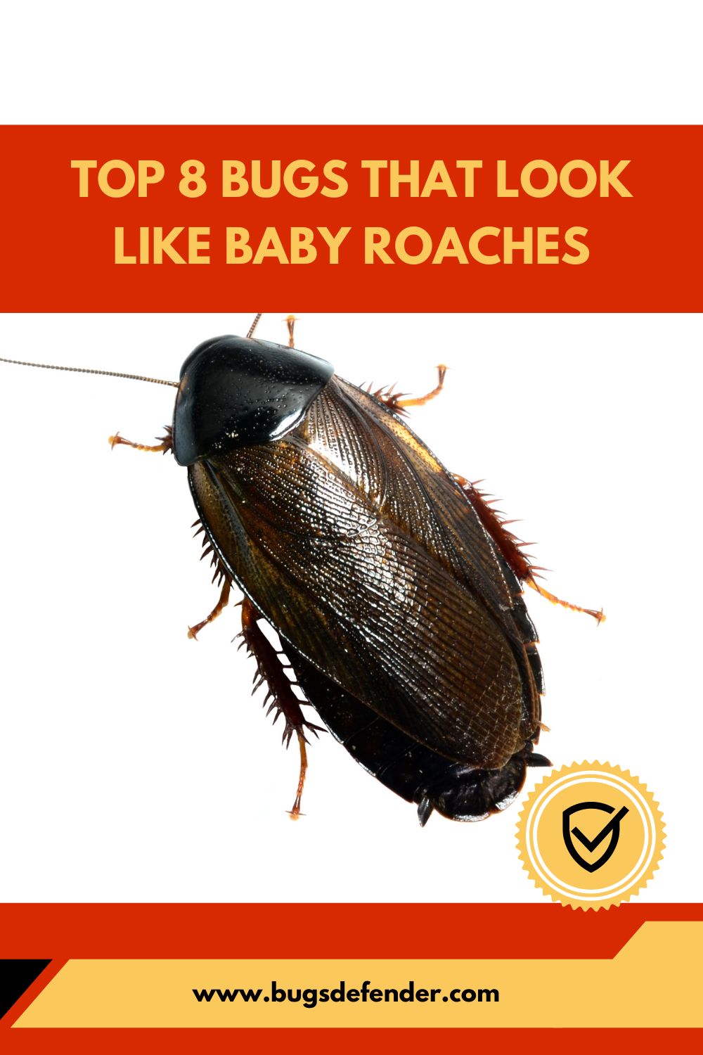 Top 8 Bugs That Look Like Baby Roaches pin 1