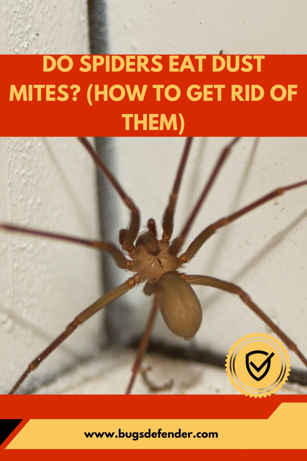 Do Spiders Eat Dust Mites? (How To Get Rid Of Them) pin 1