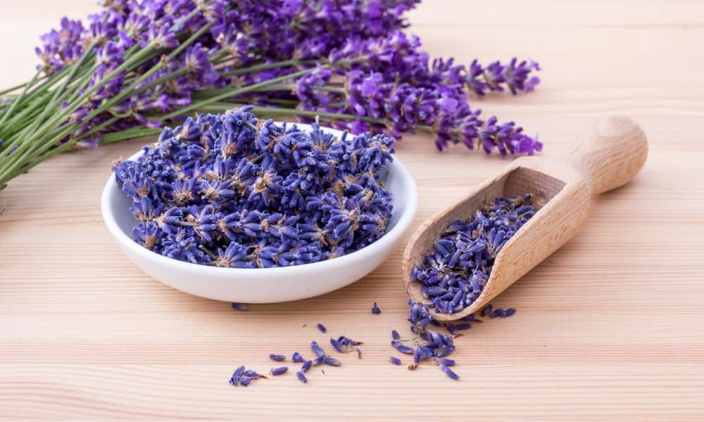 Lavender 1
